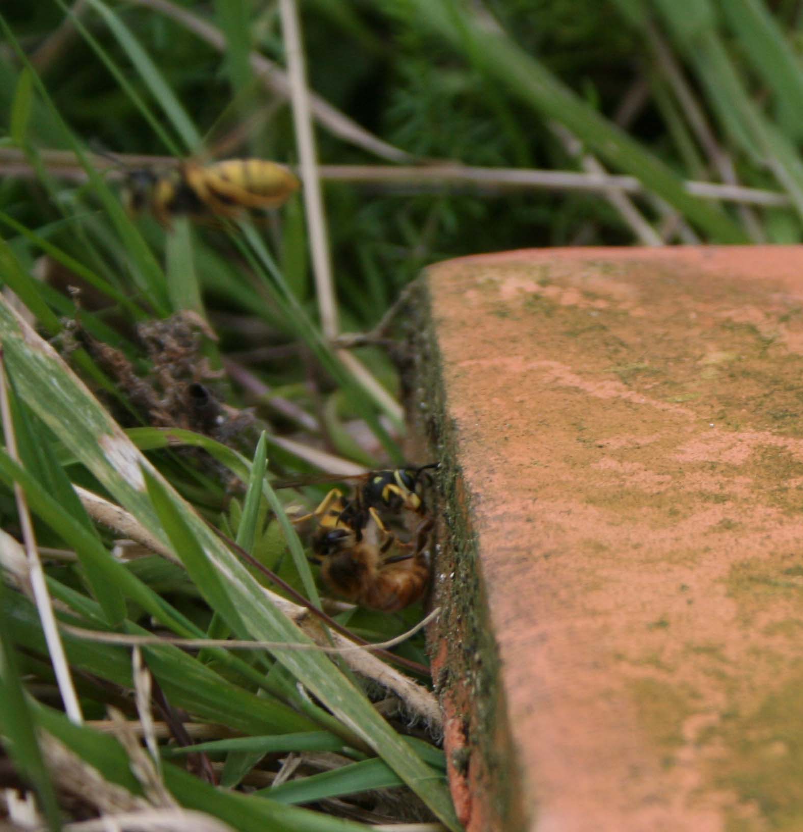 wasps-attacking-bees 037a.jpg